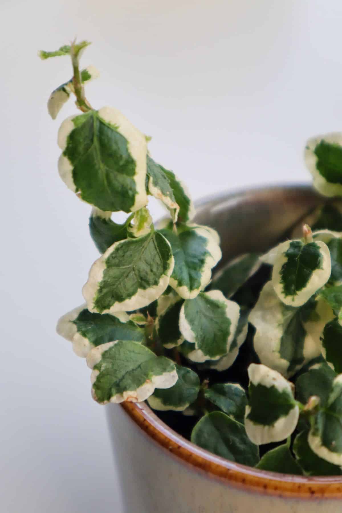 Ficus pumila 'Variegata' (Creeping Fig) in pot