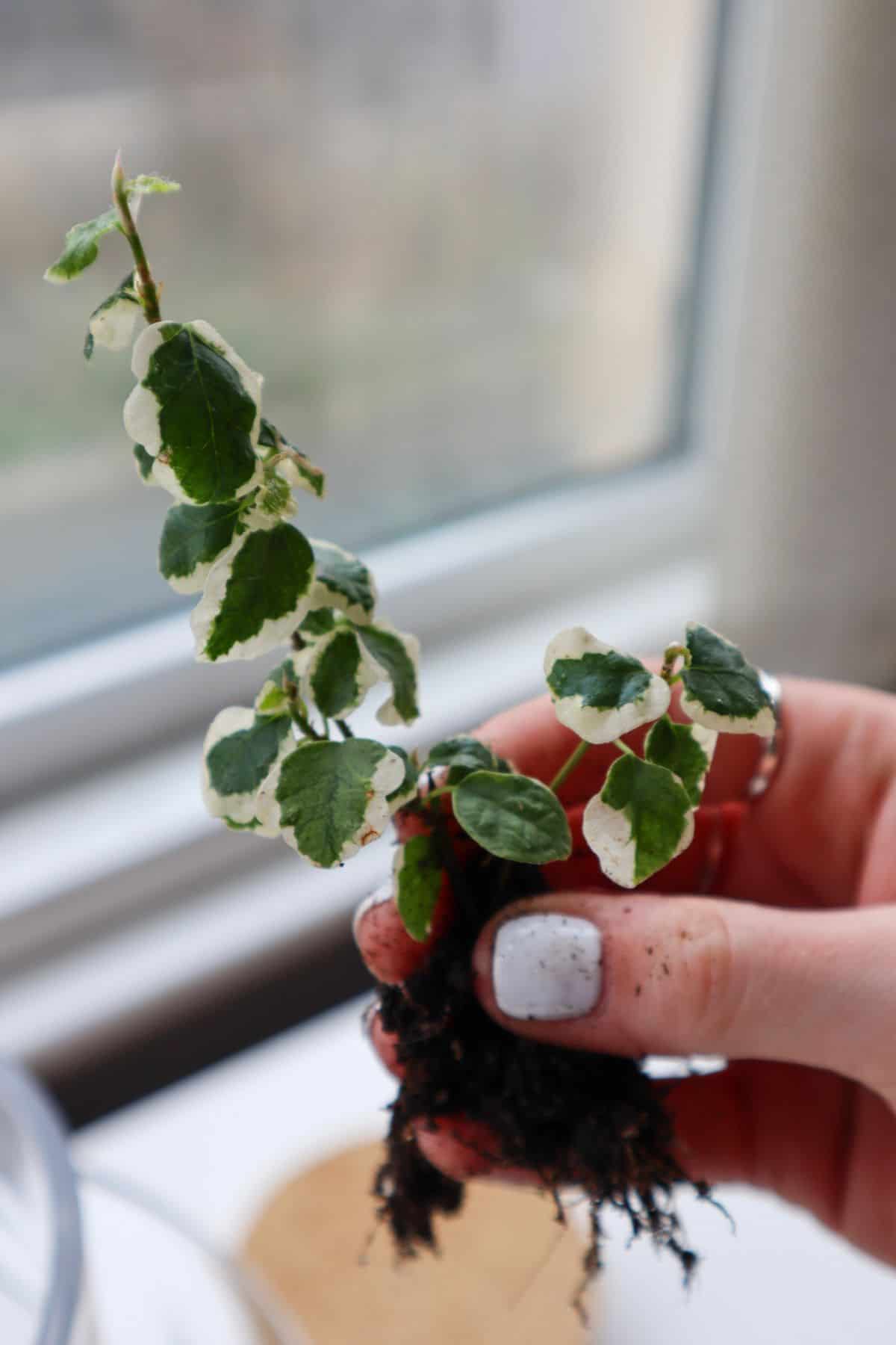 Ficus pumila 'Variegata' in hand