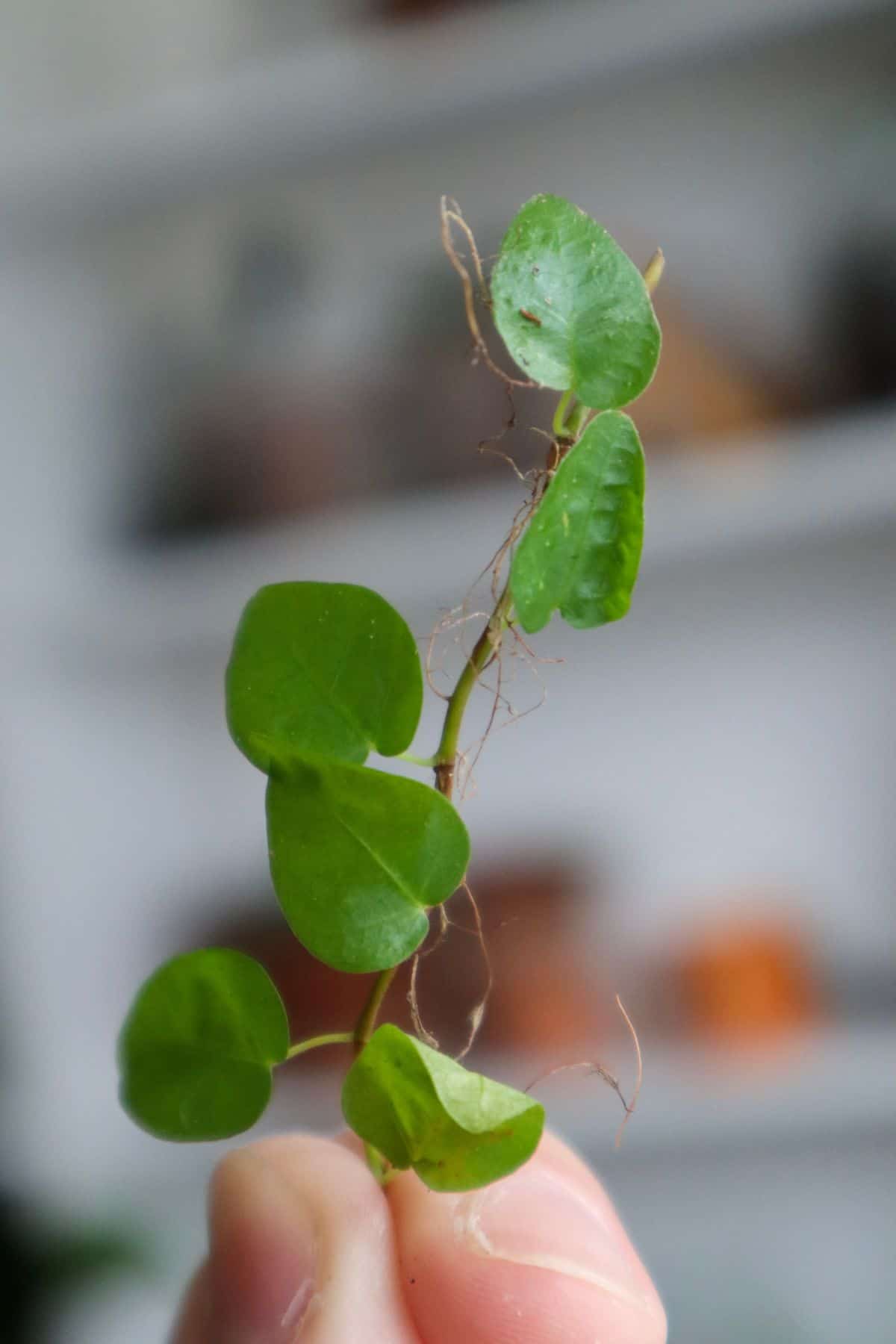 Ficus pumila cutting in hand (Creeping Fig)