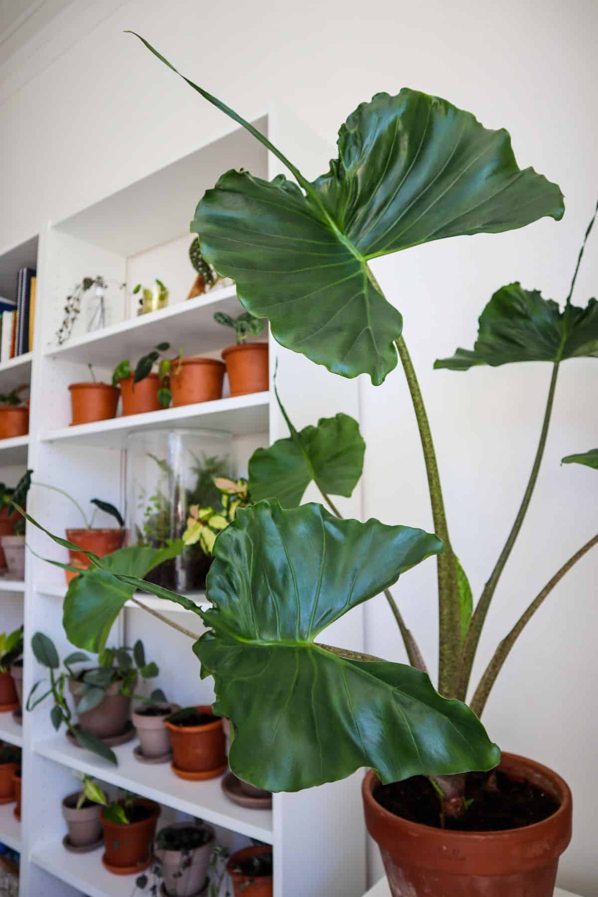 Giant Alocasia Stingray plant next to bookshelf with smaller plants on