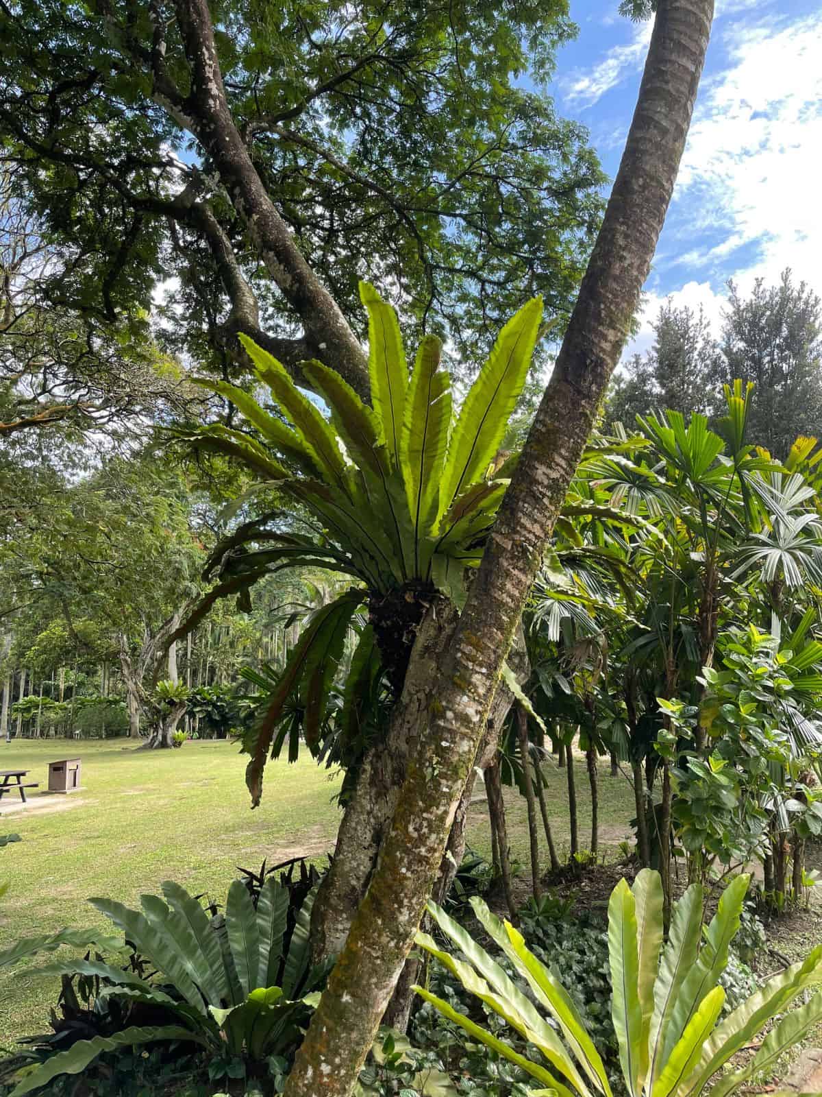 giant birds nest fern in asia