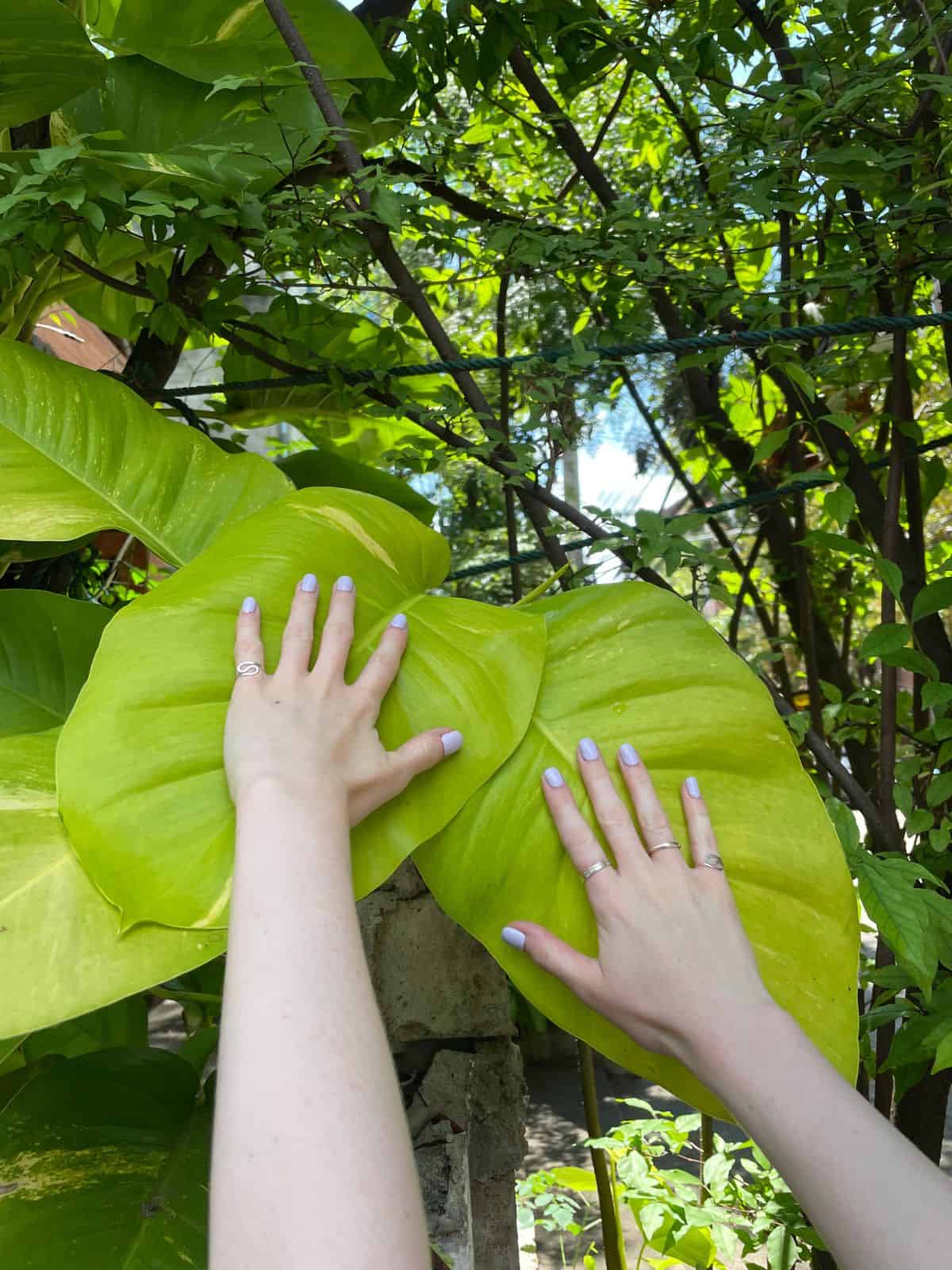 Giant Neon Pothos planted outdoors with hands by it