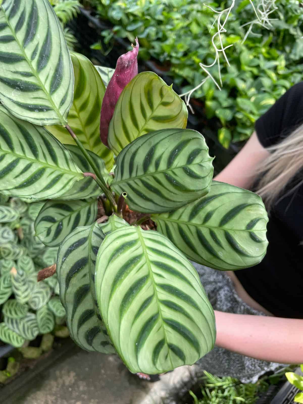 Large Fishbone Prayer Plant being held up close