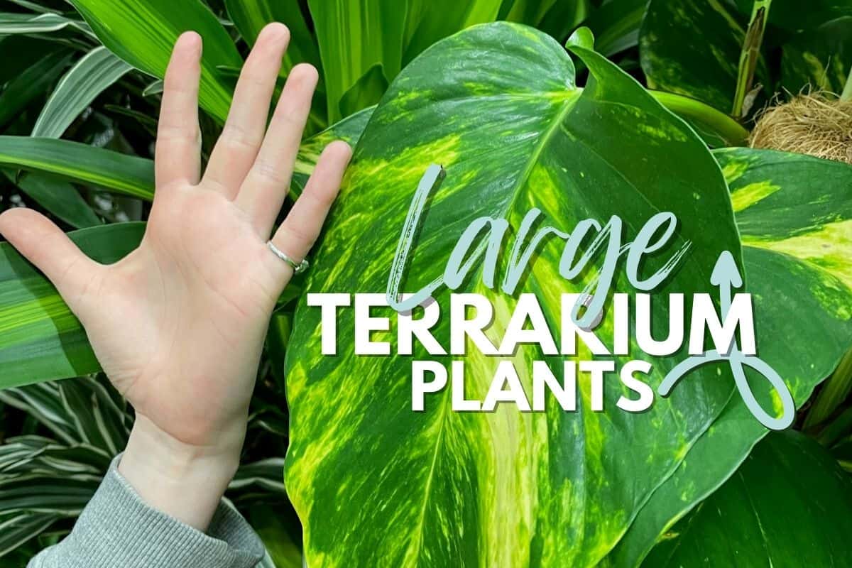 9+ Large Terrarium Plants for Your Next Big Build