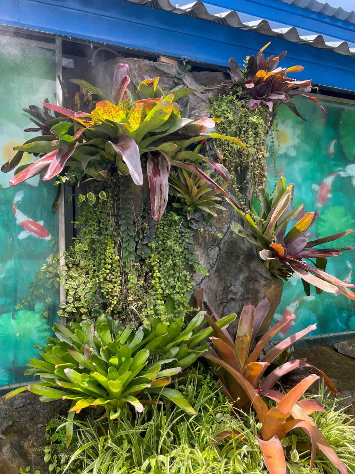 Large bromeliad arrangement with smaller vines outdoors