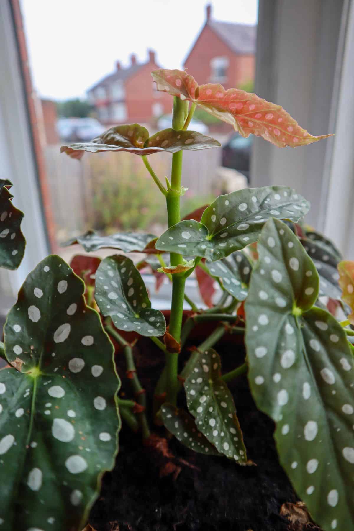 Begonia maculata spotty leaf close up 