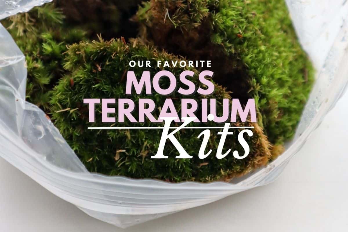 Quartz Little Mountain Terrarium Kit by Green Mountain Moss - Live Moss  Terrarium, Terrarium Kit, Terrarium Self Sustaining Kit DIY