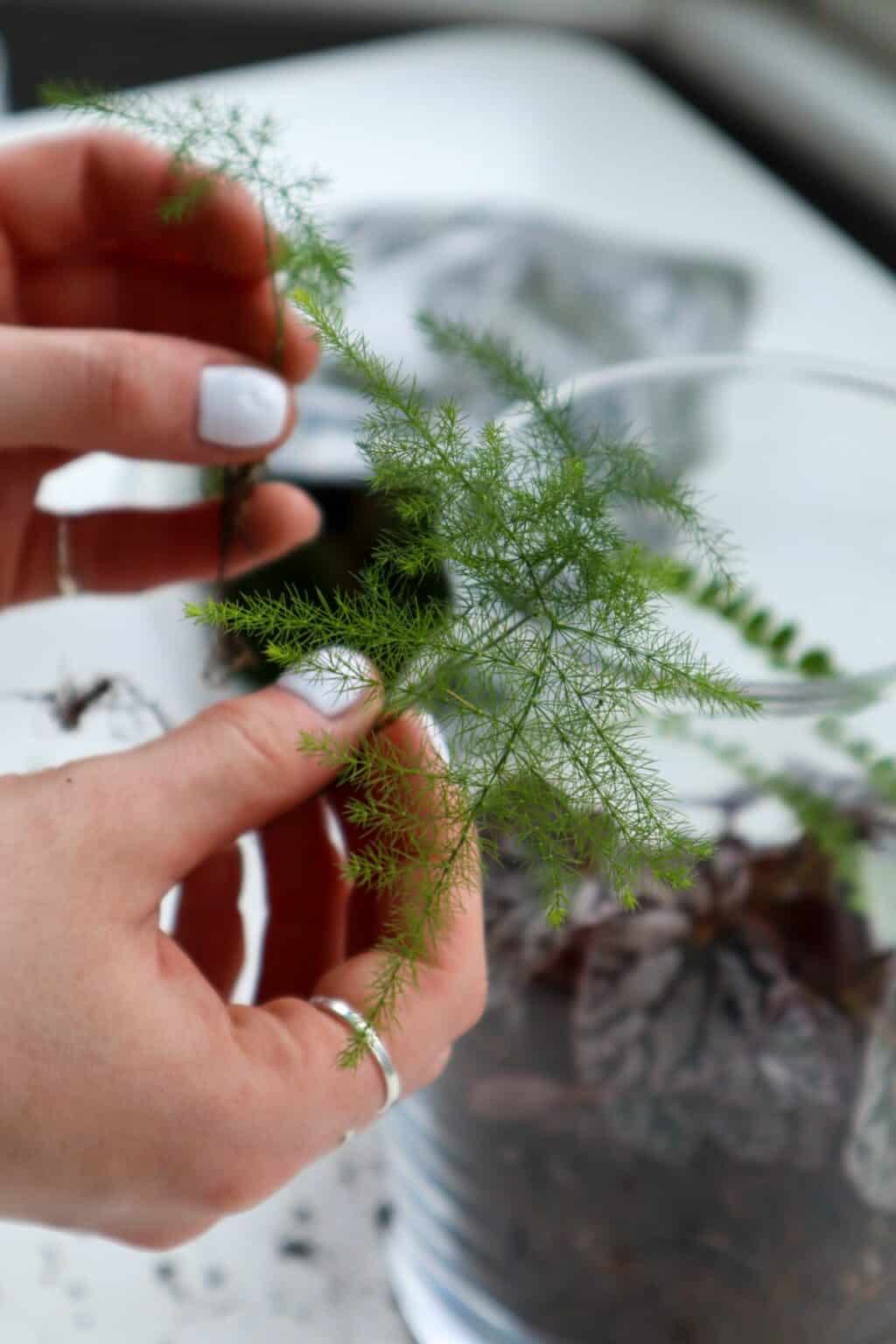 How to Grow Asparagus Ferns in Terrariums [Tried & Tested]