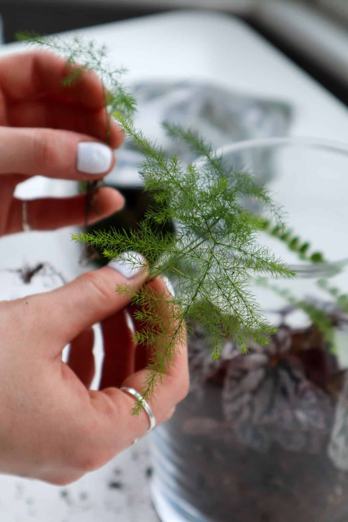 Propagating Asparagus Fern 