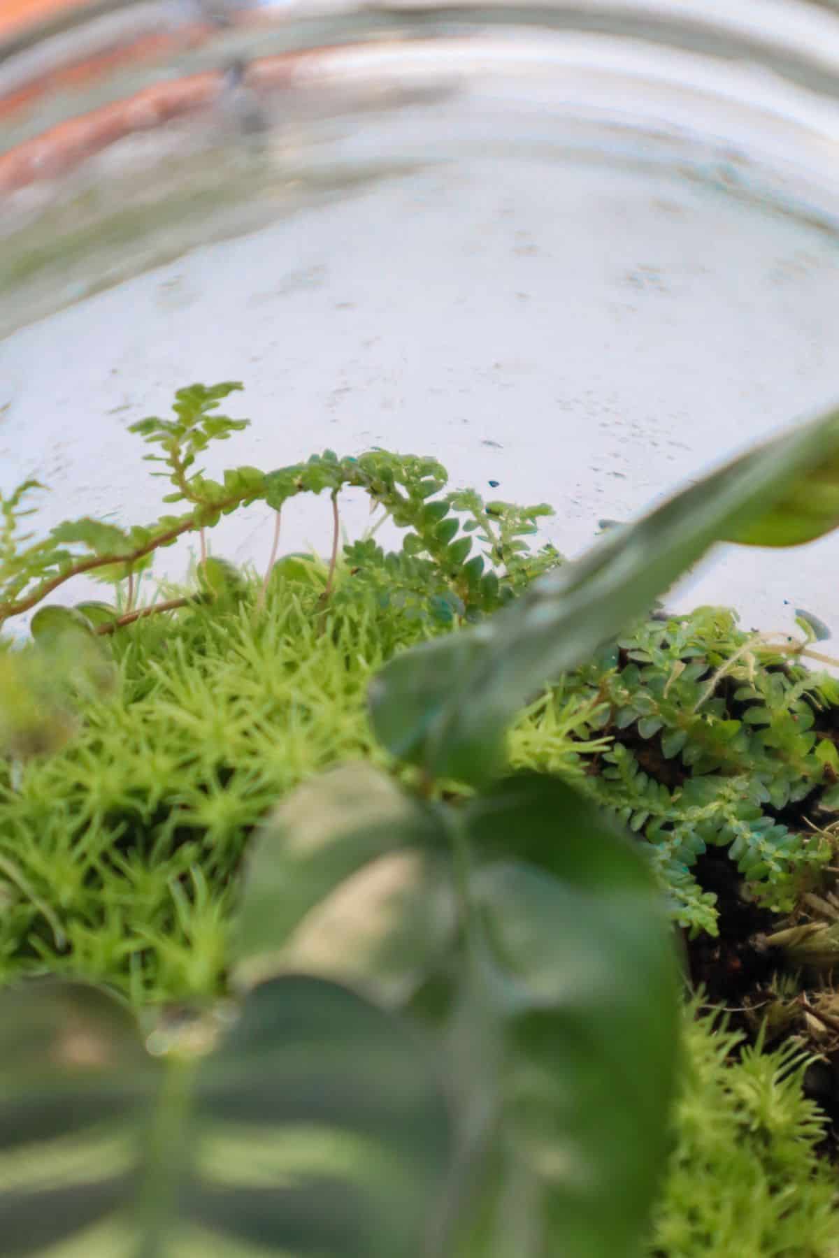 Peacock fern in mossy tropical terrarium