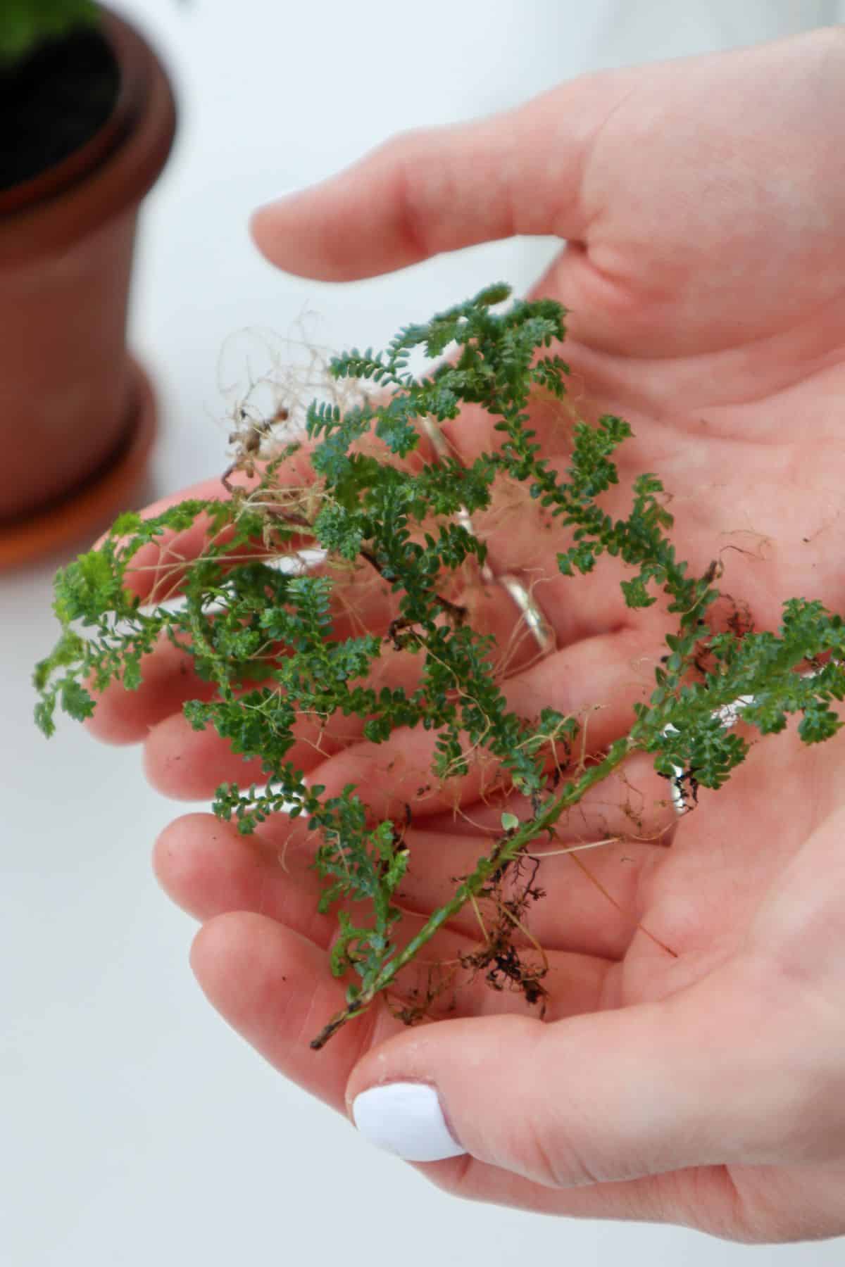 Peacock fern cuttings