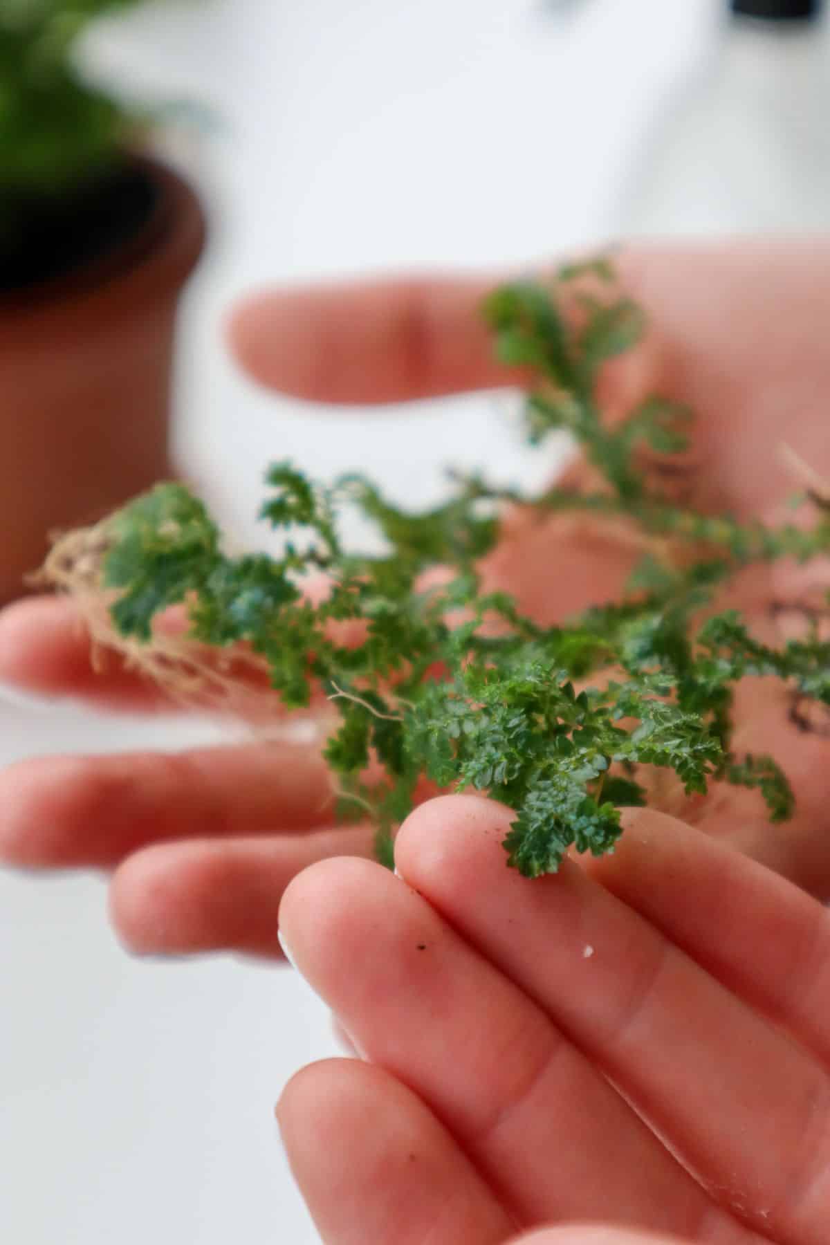 selaginella uncinata up close in hands