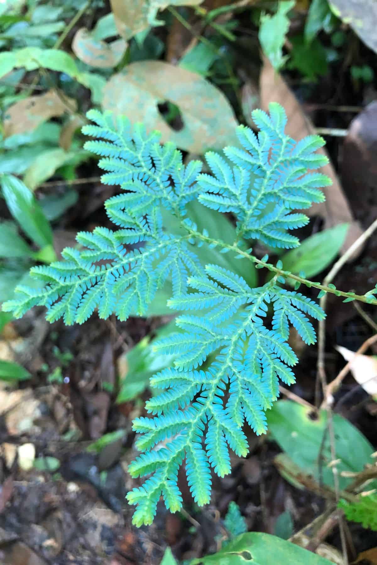 Selaginella uncinata in the rainforest