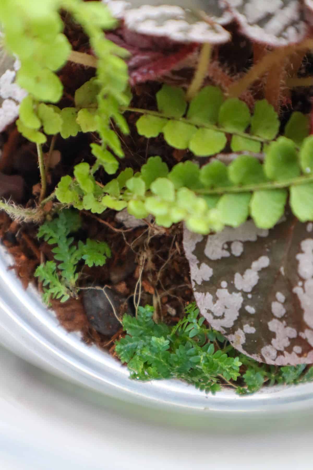 selaginella with fern and begonia in terrarium