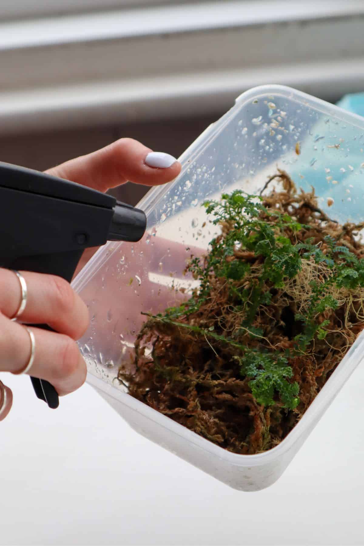 watering selaginella uncinata with a spray bottle