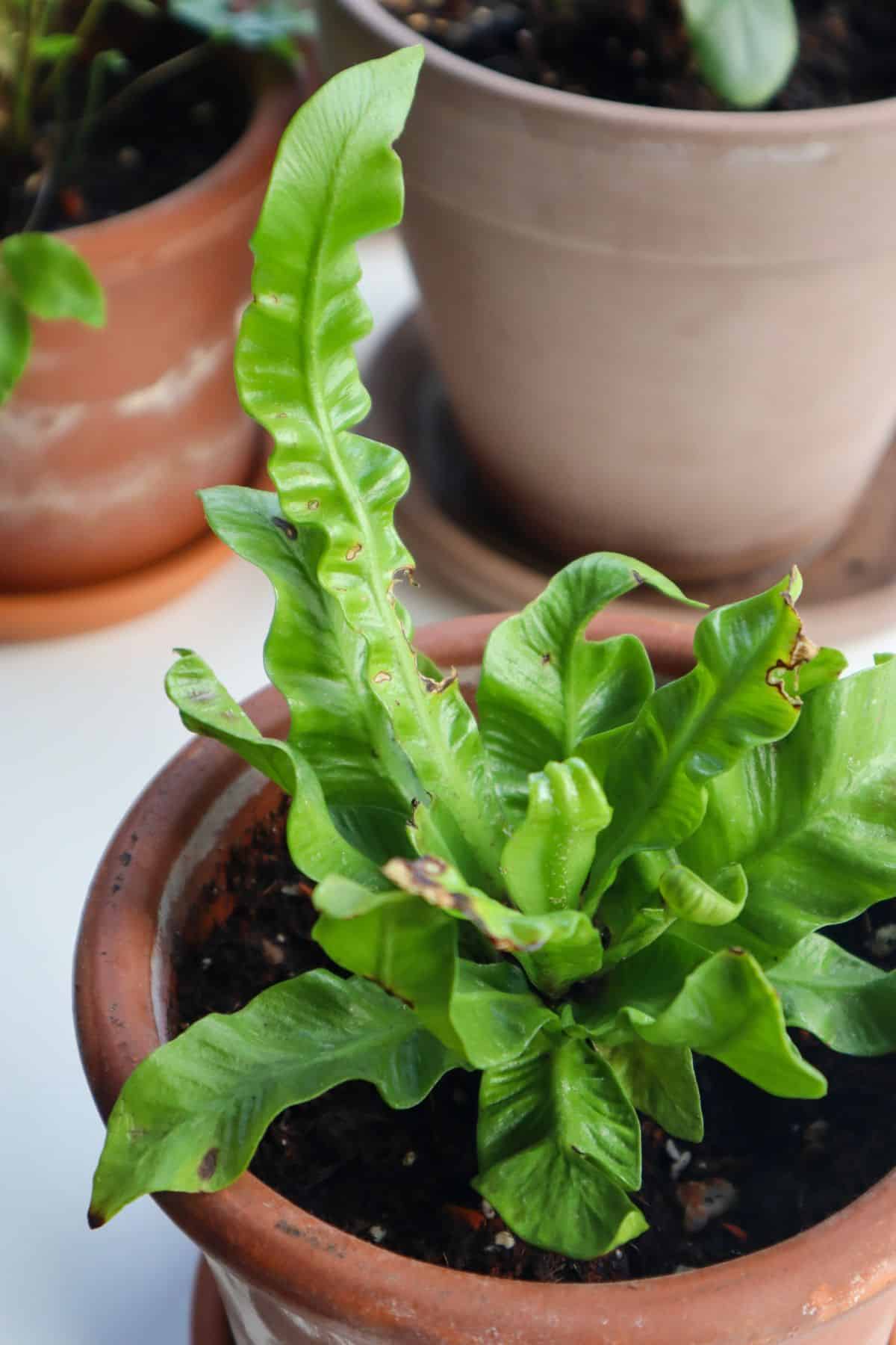 Small Birds Nest Fern with wavy fronds in terracotta pot