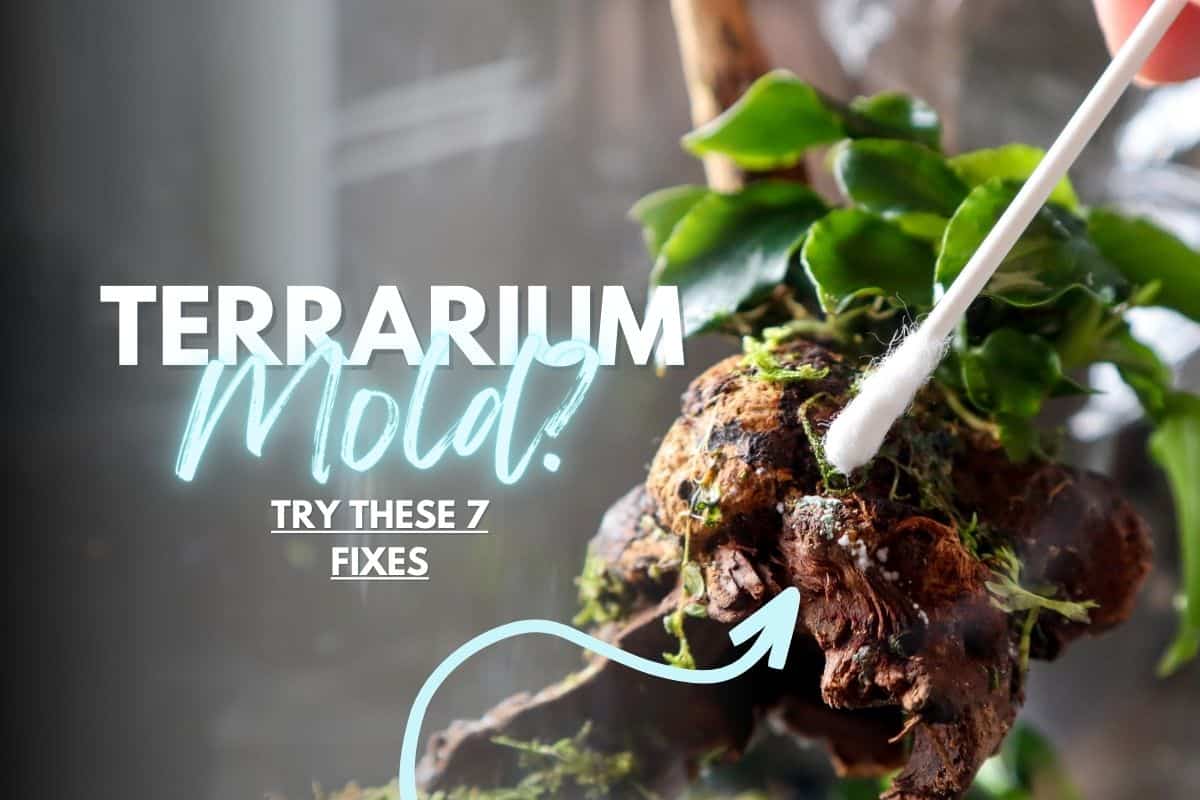 How to Fix Mold in Terrariums 7 Easy Tips Tricks Terrarium Tribe