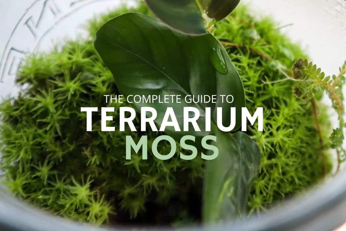 Sphagnum Moss Terrarium