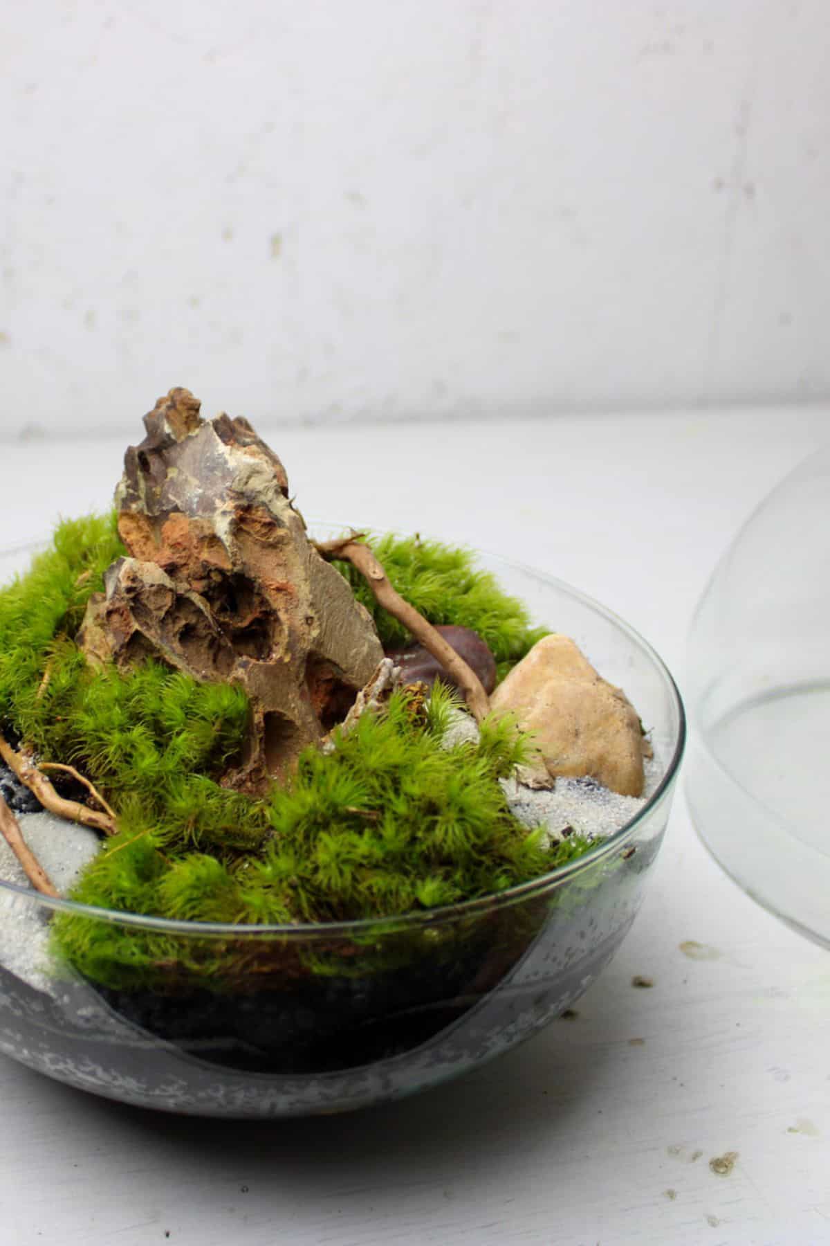 Mossarium with rock and wood pieces