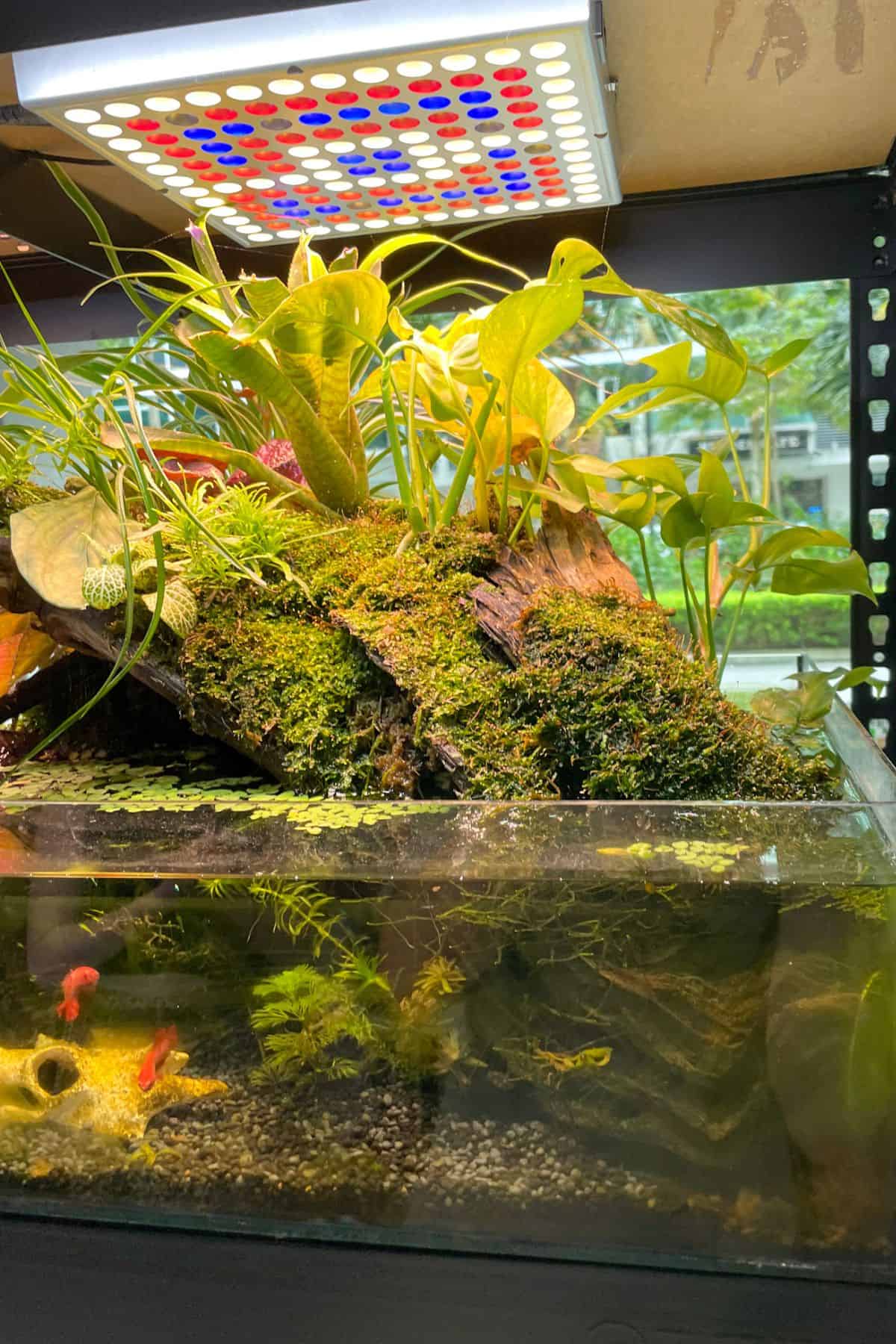 Paludarium with fish and light system