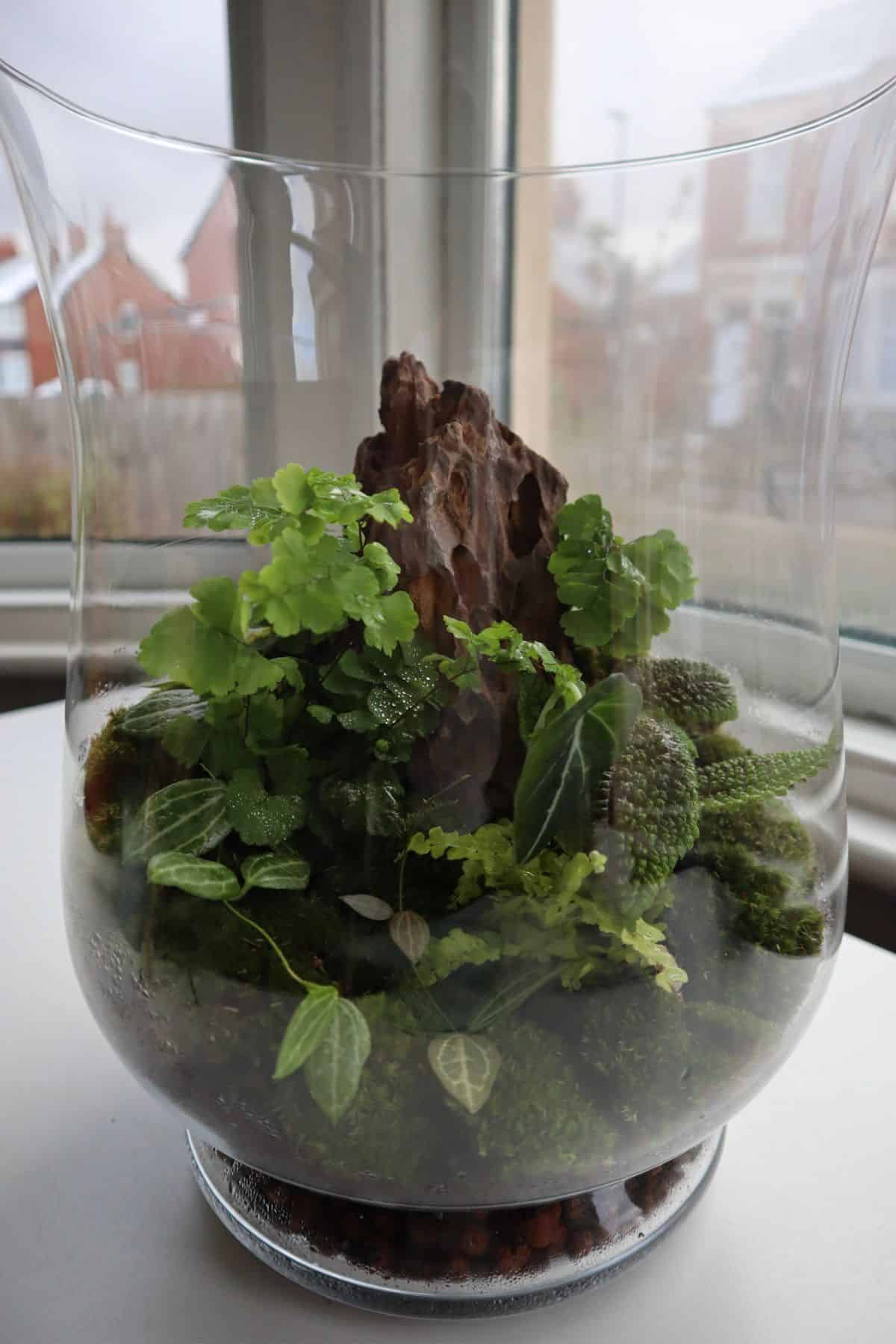 rainforest themed planted terrarium