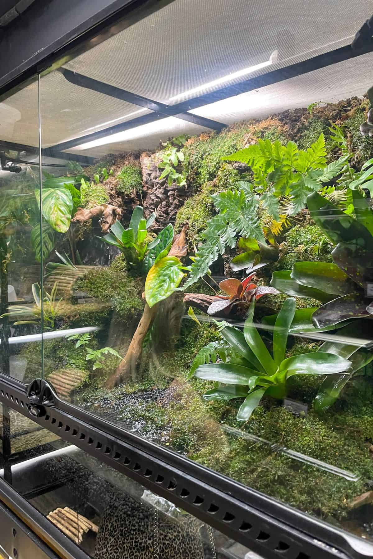 Thermometer for the Vivarium: A Complete Guide