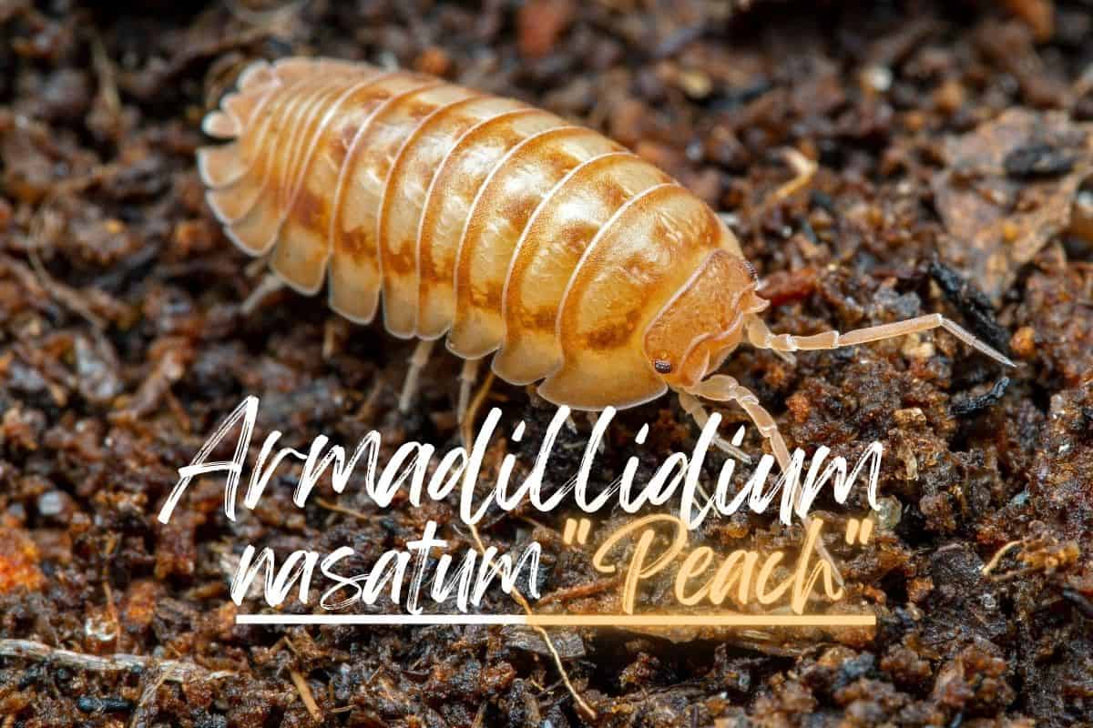 Armadillidium Nasatum Isopod