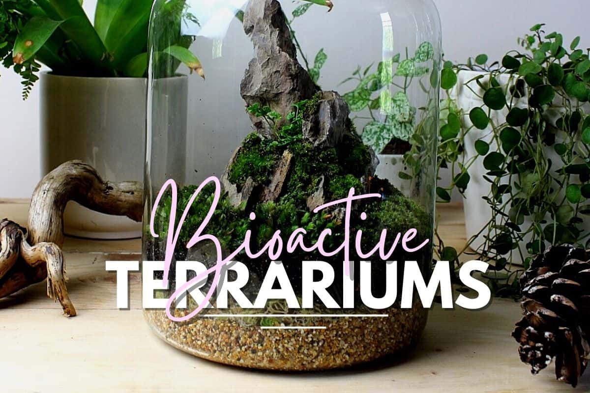 Lav en snemand sprogfærdighed kalk What is a Bioactive Terrarium? (+ How to Make One) - Terrarium Tribe