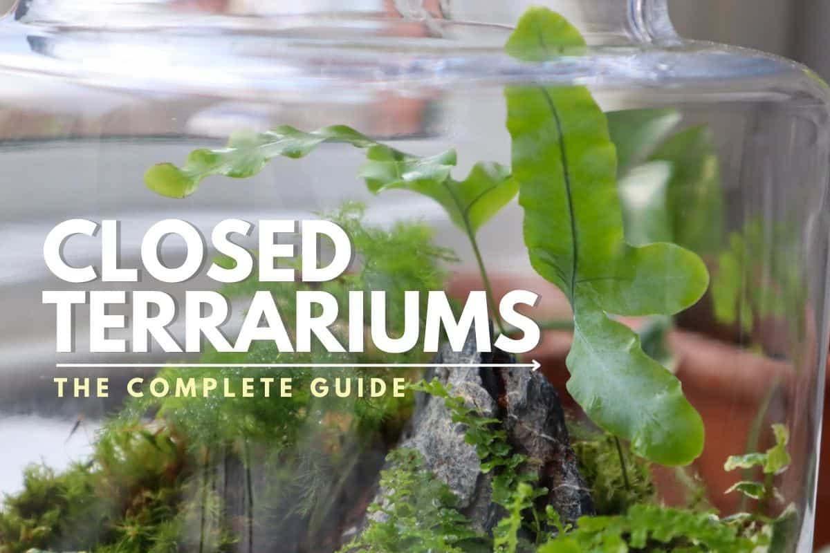 Your very own self-sustained micro-ecosystem