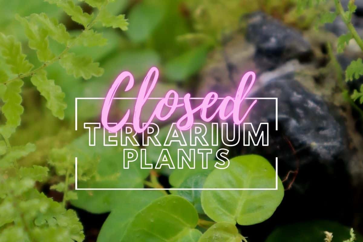 Best Plants That Thrive in Open or Closed Terrariums