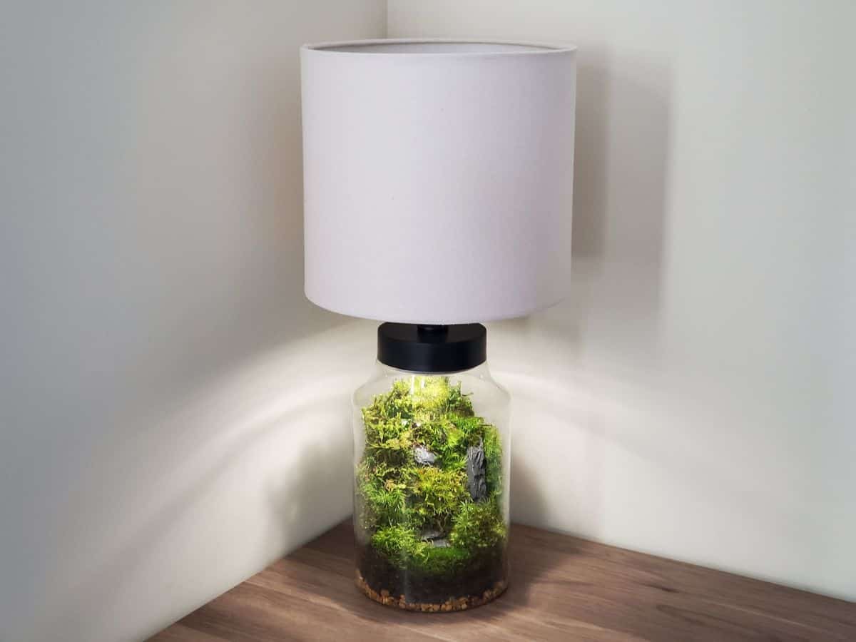 Maan oppervlakte Zachte voeten bon How to Make a Radiant Terrarium Lamp [DIY Guide]