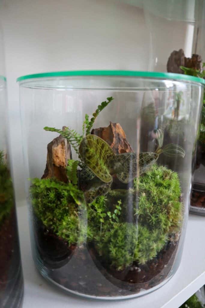 How to Make a Radiant Terrarium Lamp [DIY Guide]