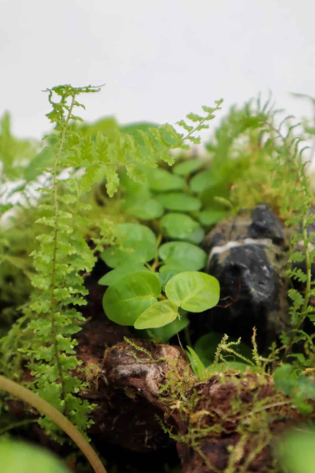 Ficus pumila and ferns in closed terrarium