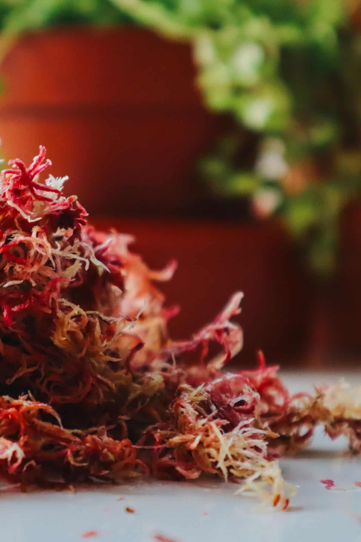 pink live sphagnum moss fibers on a table