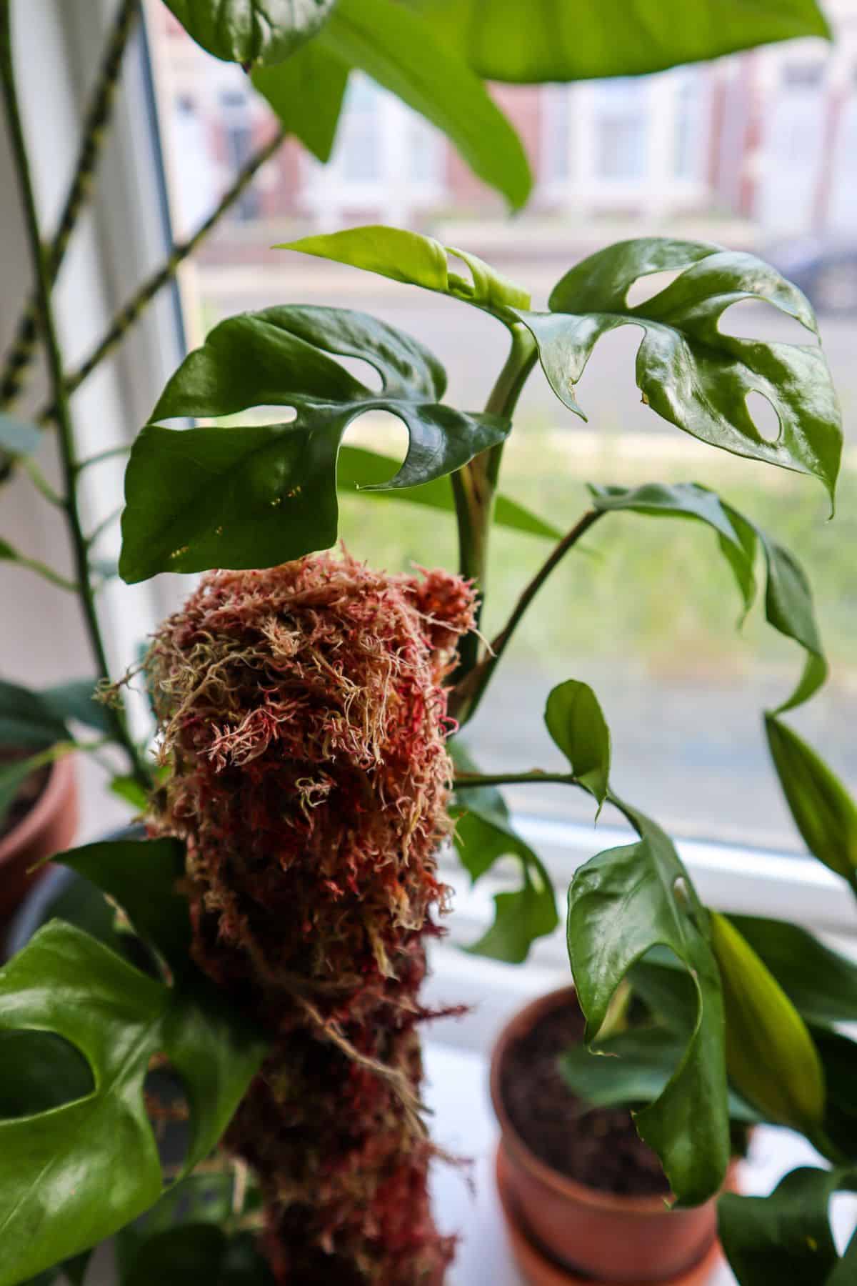 Live Sphagnum Moss pole with attached mini monstera