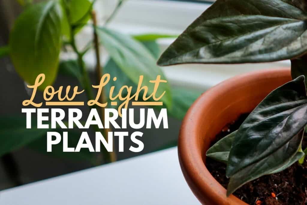 10 Low Light Terrarium Plants (That’ll Thrive in the Shade!)