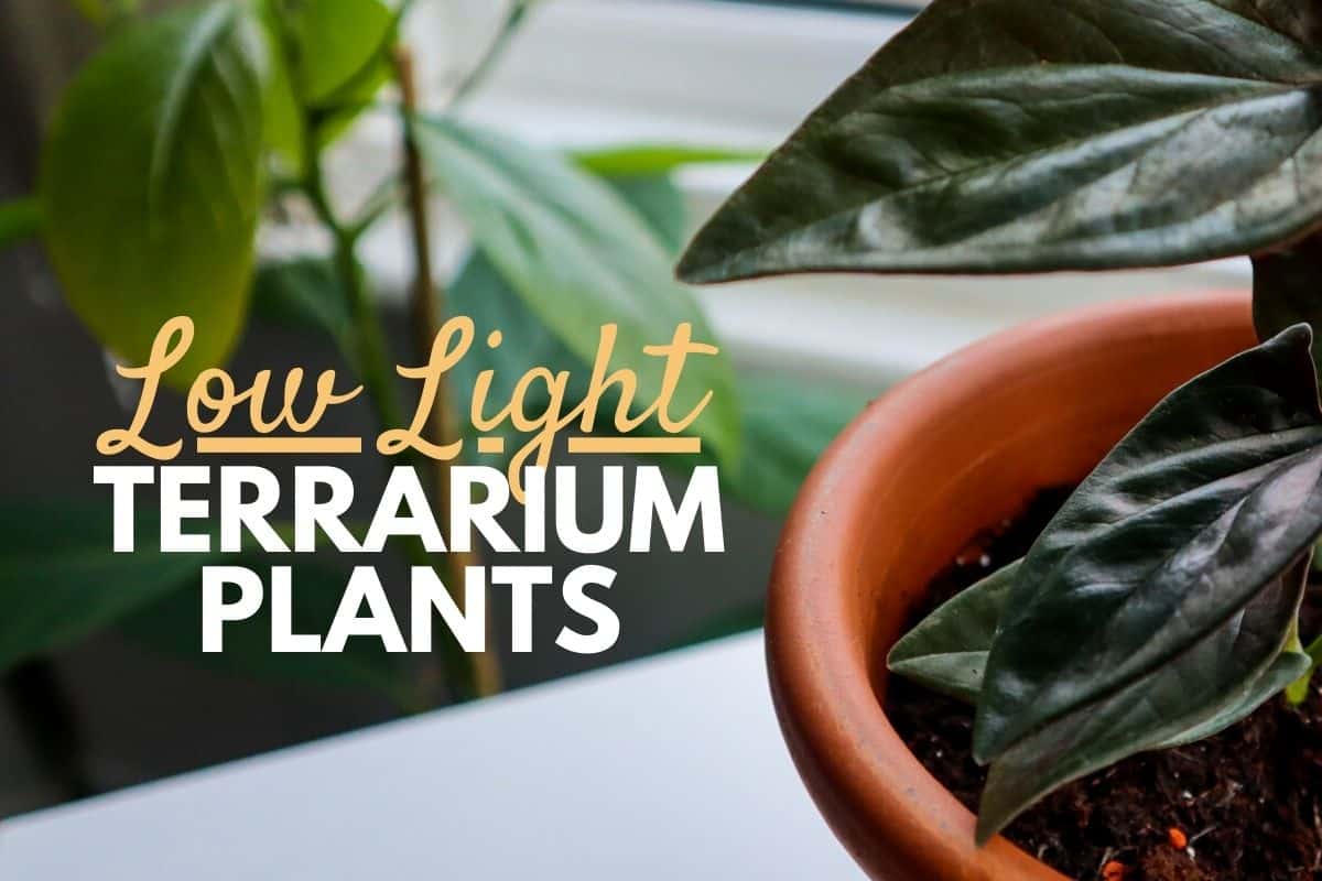 low light terrairum plant syngonium