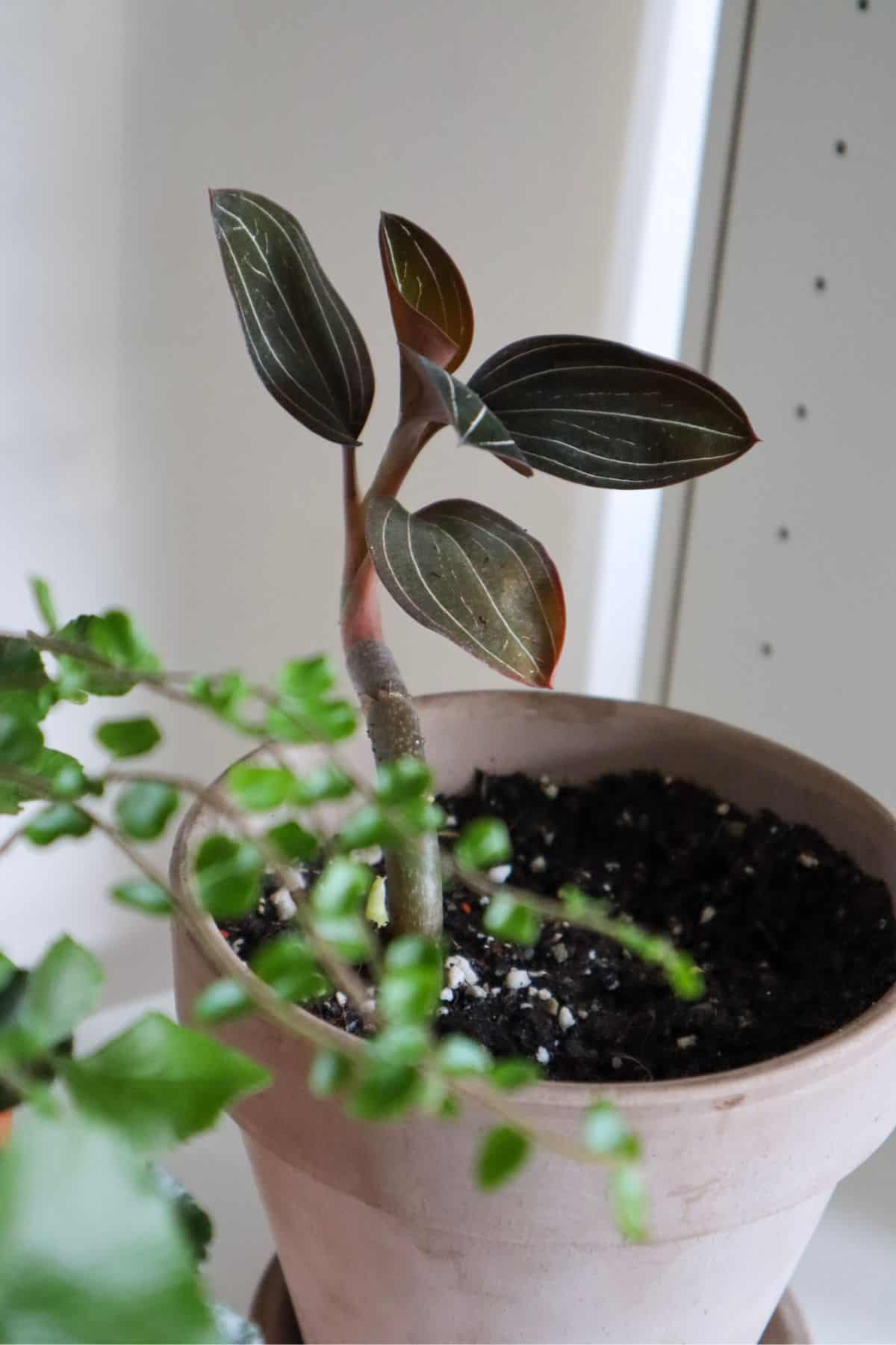 Ludisia discolor on shelf in pot