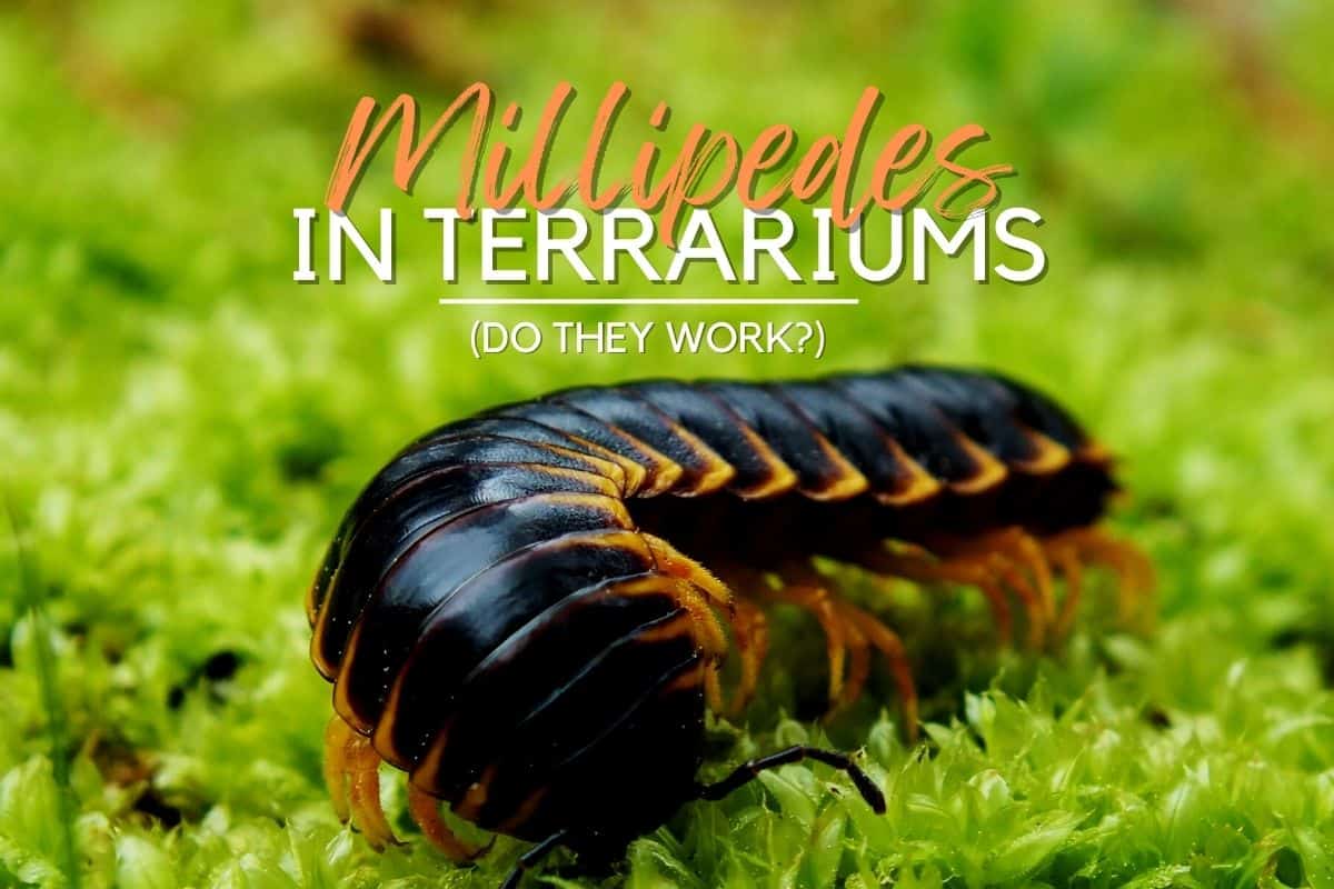 Millipedes in Terrariums