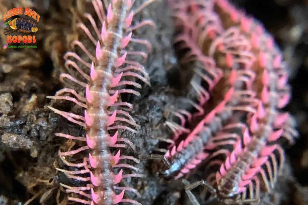 Pink Dragon millipedes