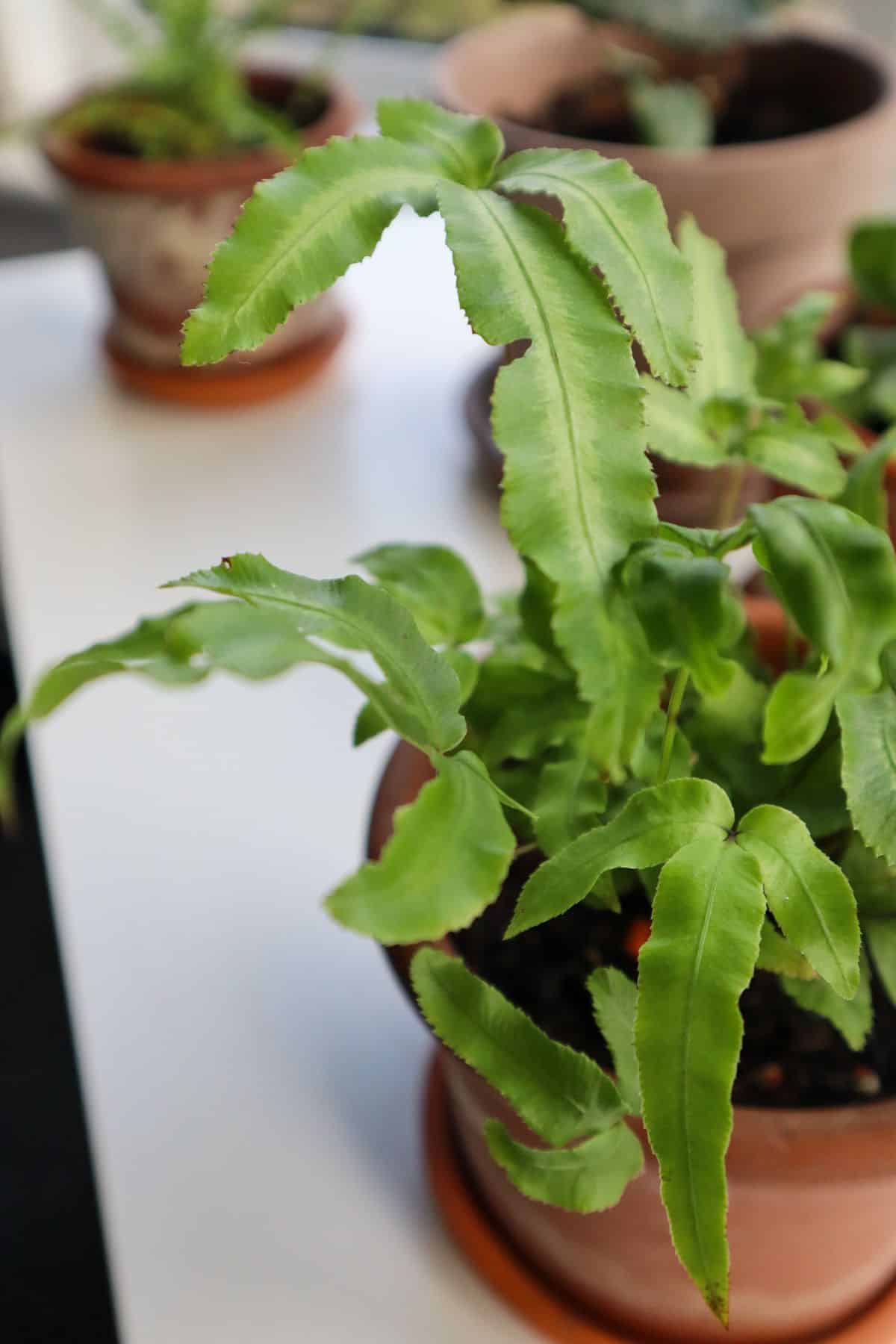 Pteris Cretica Albolineata (Silver Ribbon Fern) in pot