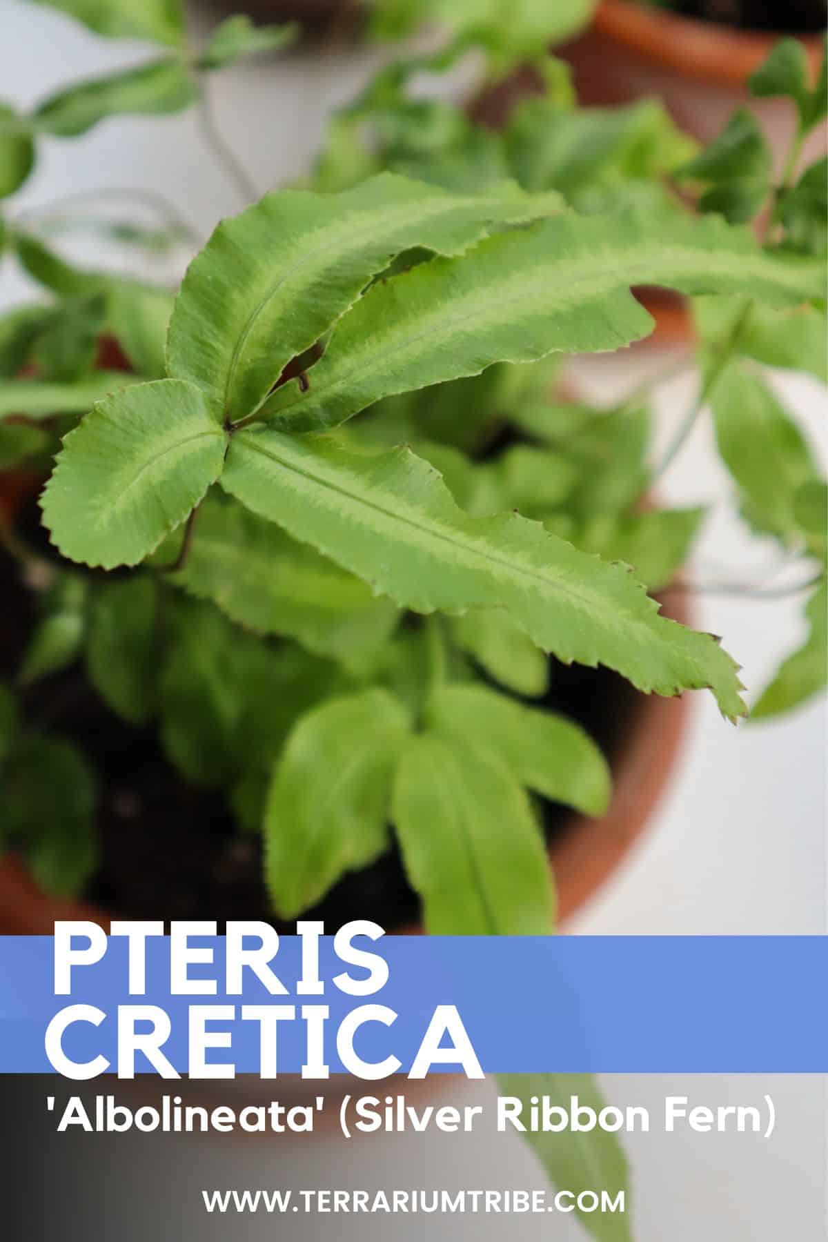 Pteris Cretica Albolineata (Silver Ribbon Fern) in pot