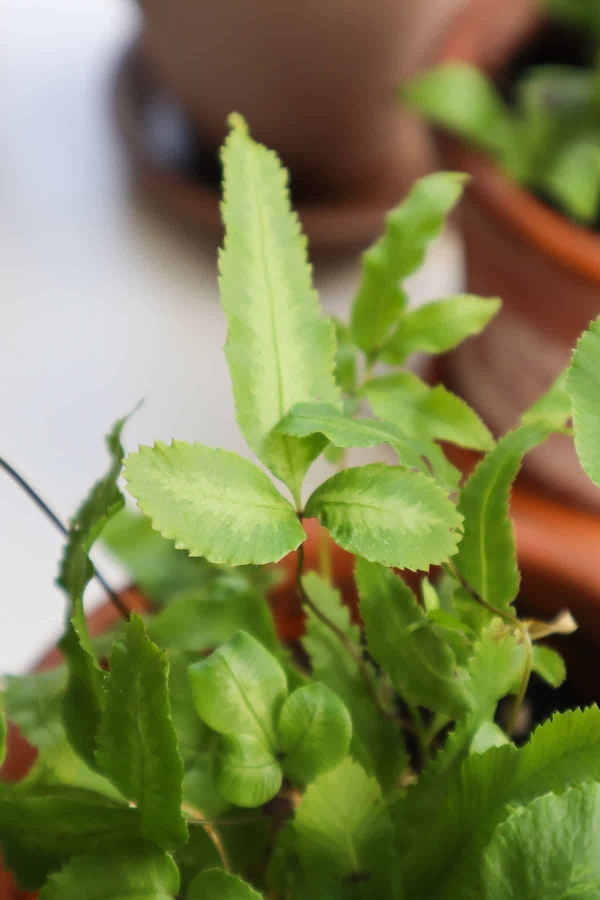 Pteris cretica frond close up