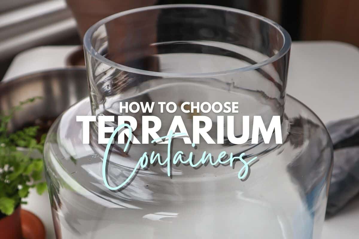 Would this huge glass jug make a good terrarium? It doesn't have a