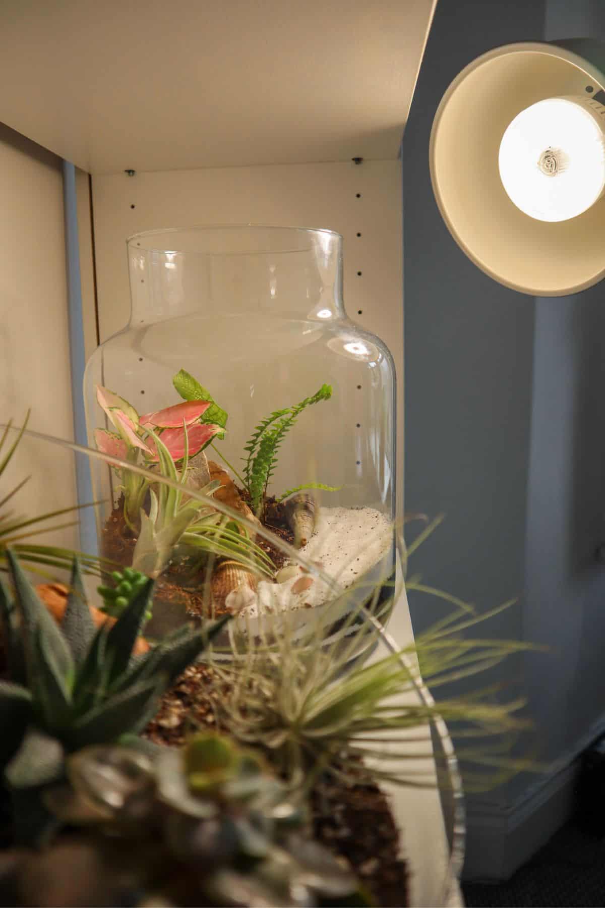 grow light with two terrariums