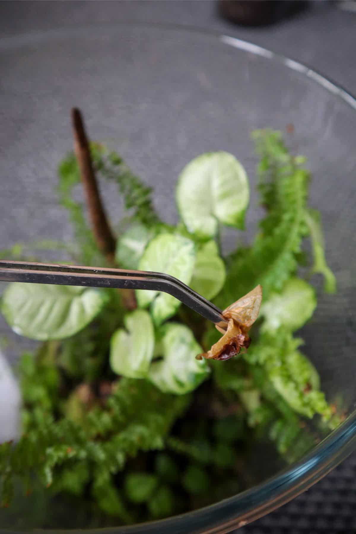 terrarium tools tweezers removing a deceased leaf