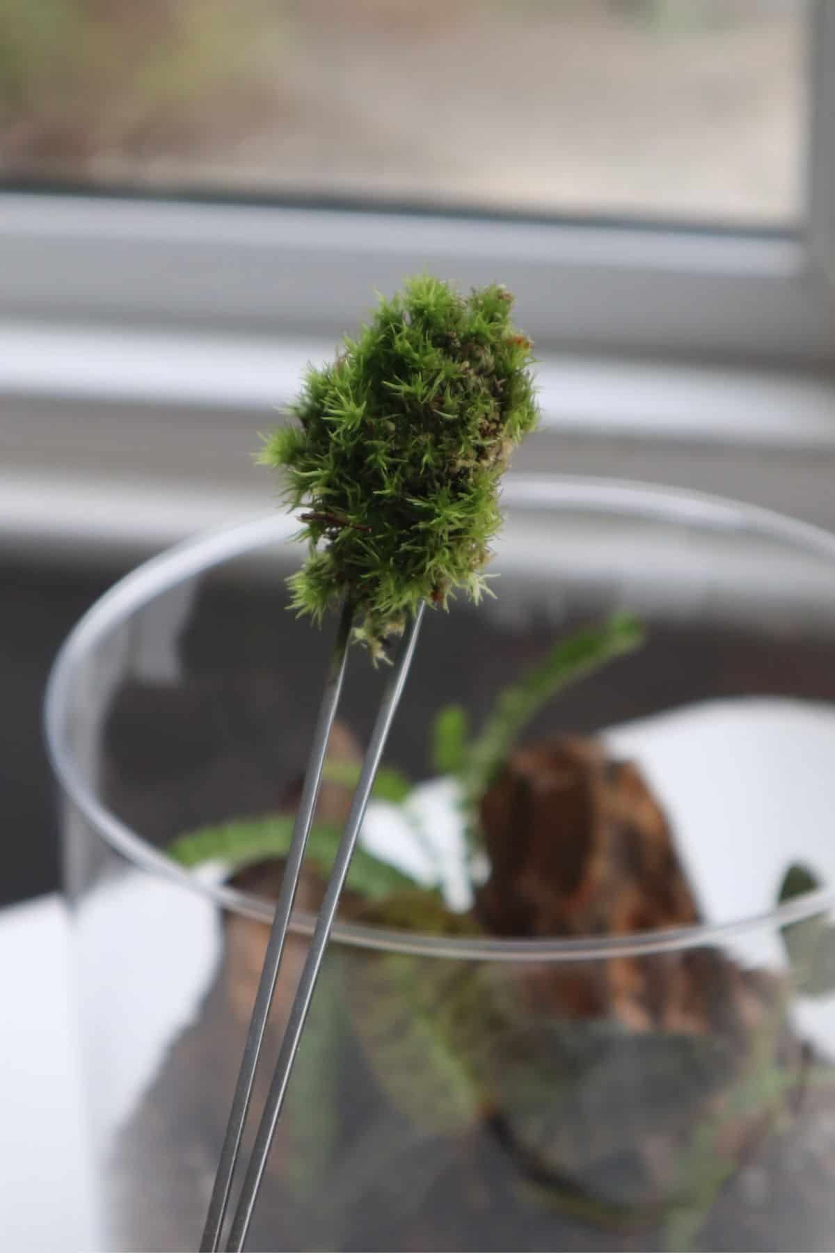 terrarium tools tweezers holding a mood moss tuft