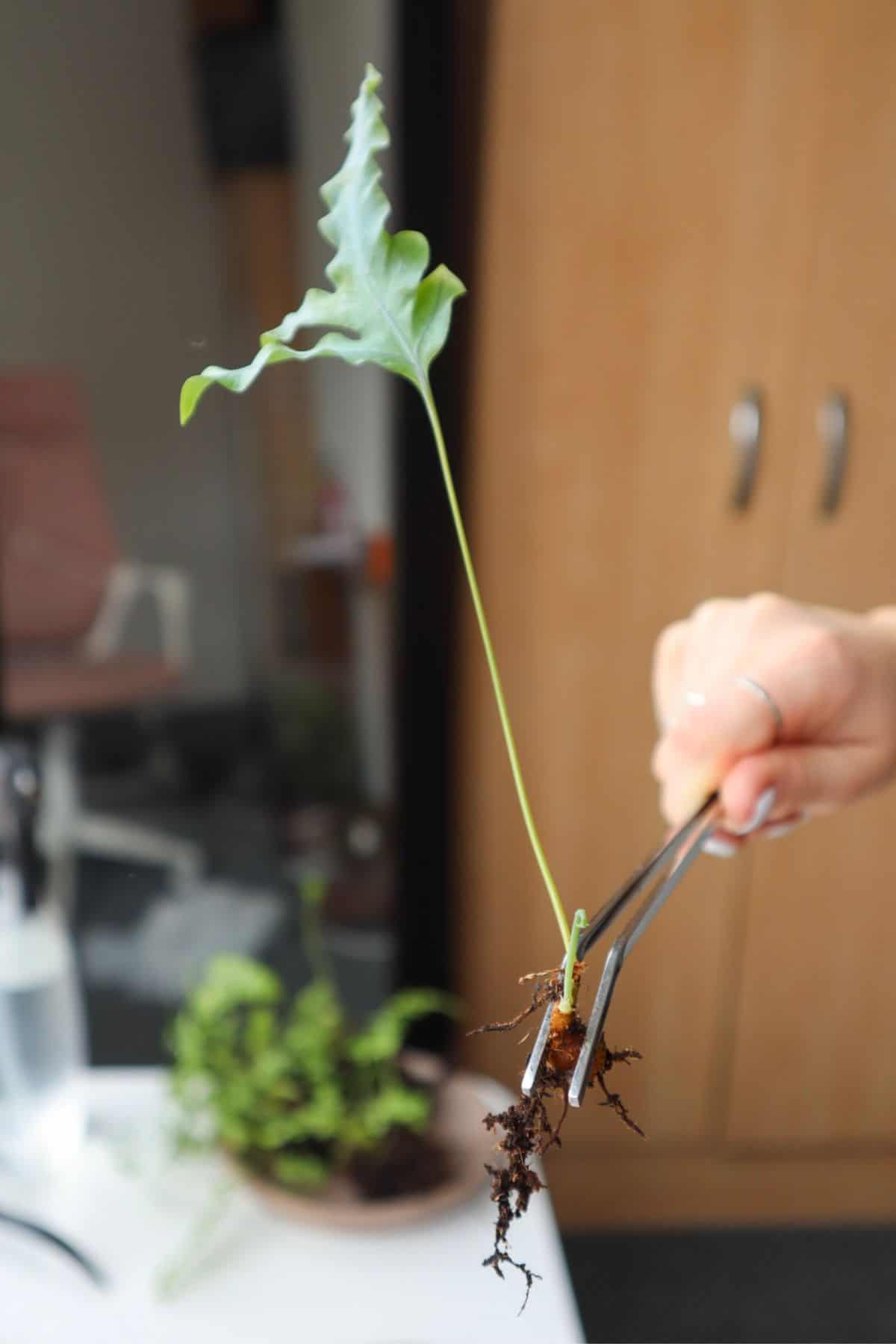 terrarium tools tweezers holding a fern rhizome