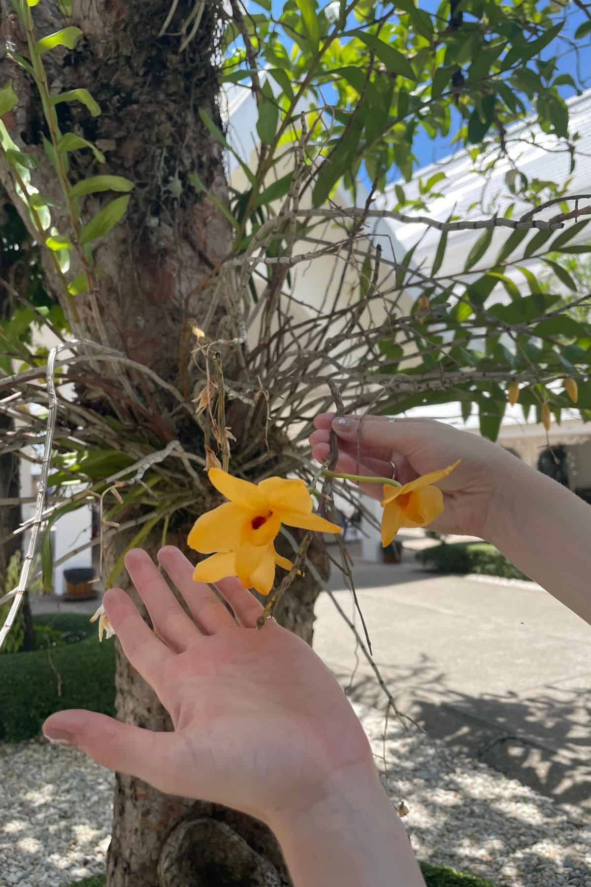 epiphytic orchid in tree