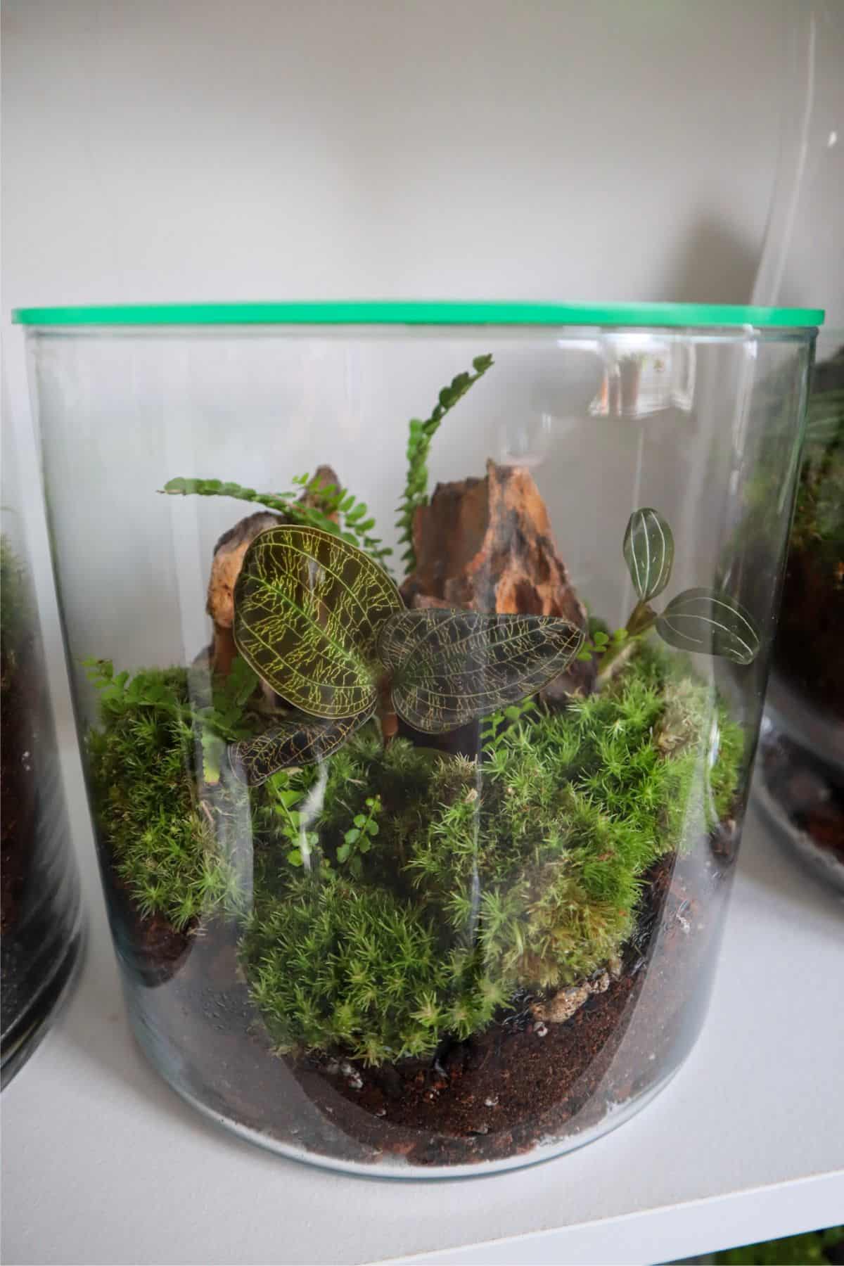 Orchid Terrarium 101: How to Make a Vibrant Orchidarium Work